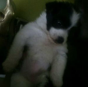 Meet your Posher, Mia